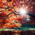 Sun shining through multi-colored fall leaves on tree