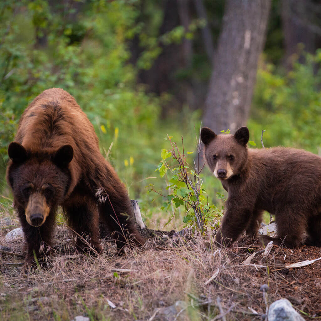 mama bear and cub in forest