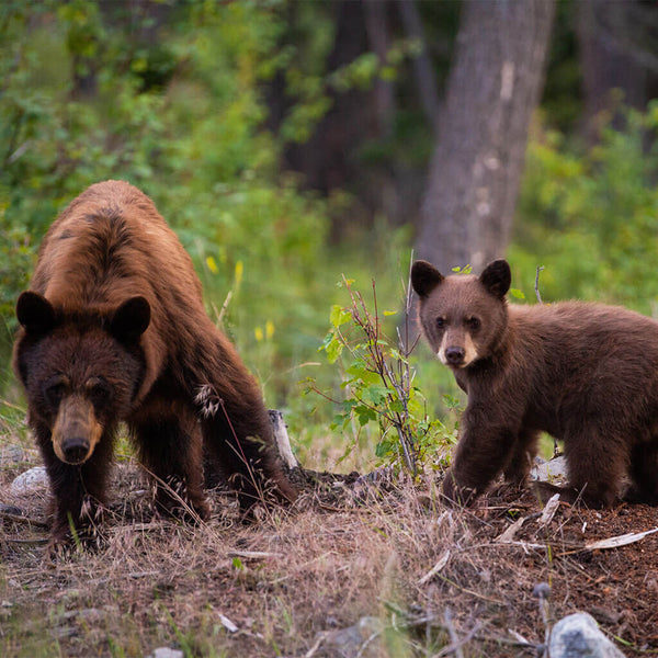 Fish and Game Friday: How to keep your campsite, cabin, or home to not draw  in bears