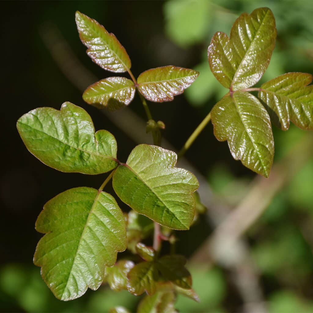 poison oak in woods of oregon