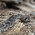 rattlesnake on straw and tree needles