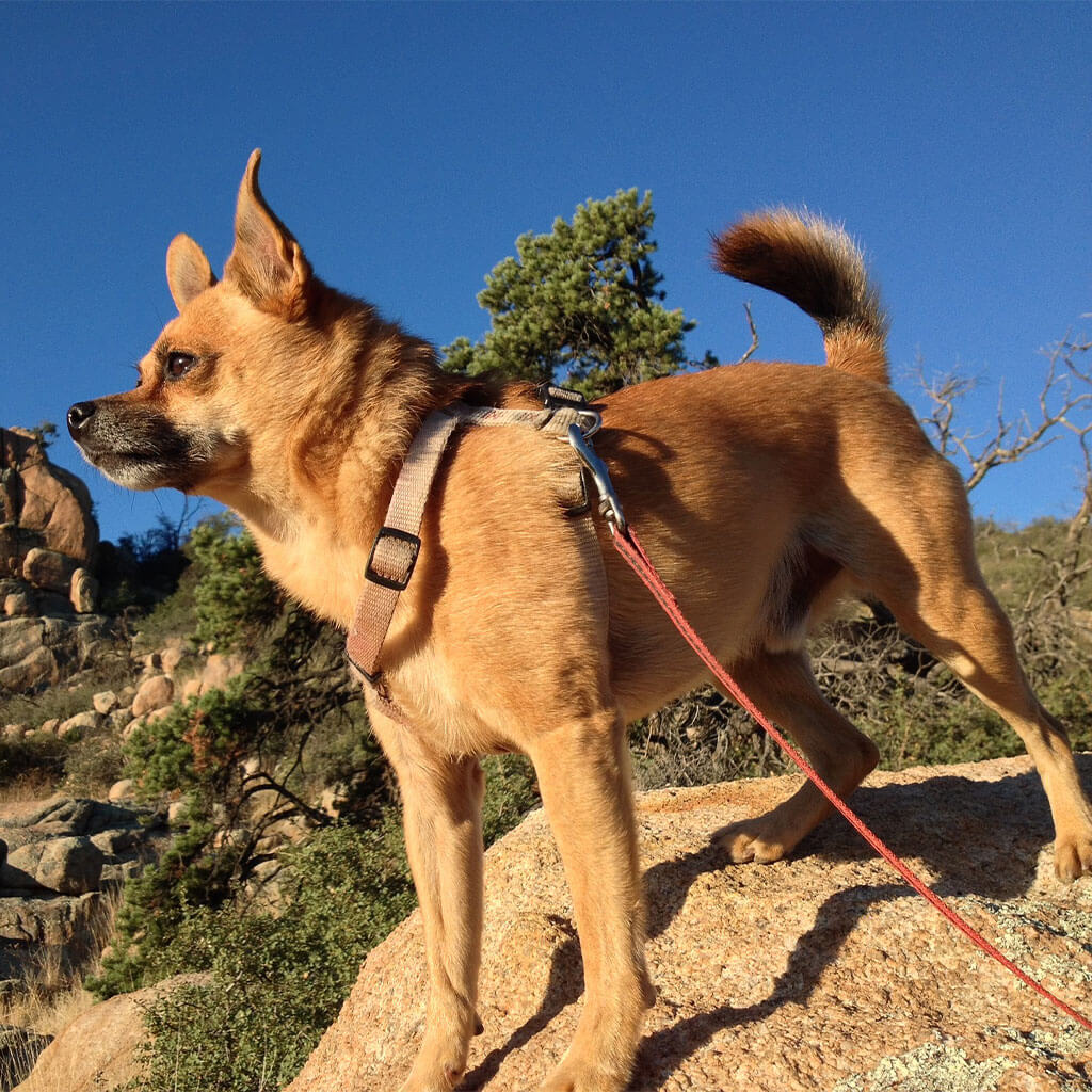 Small dog on hiking trail boulder.