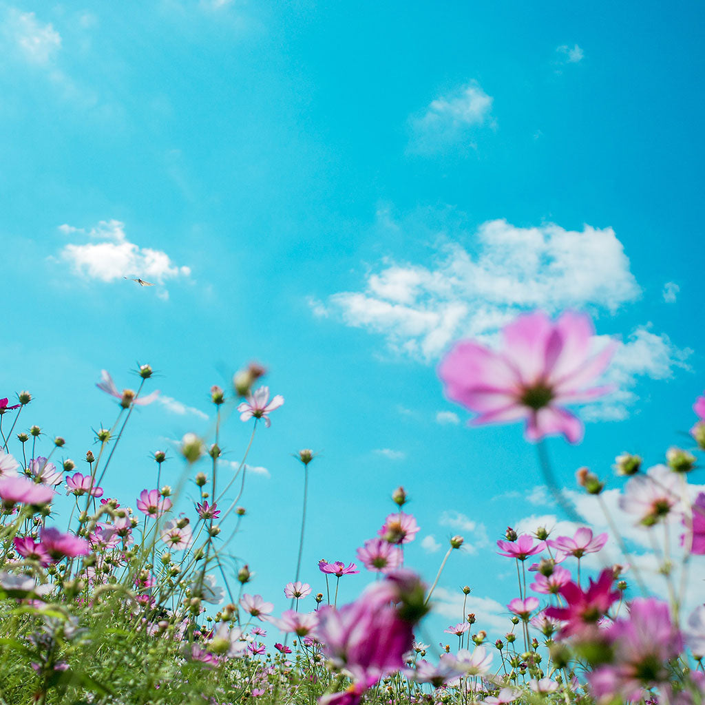 spring flowers underneath bright blue sky