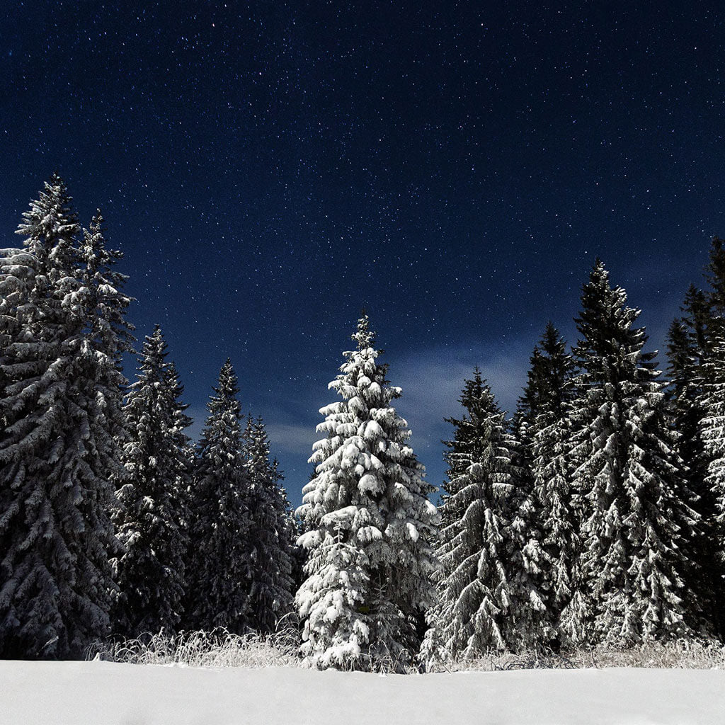 articles/treeline_at_dusk_covered_in_snow_featured.jpg
