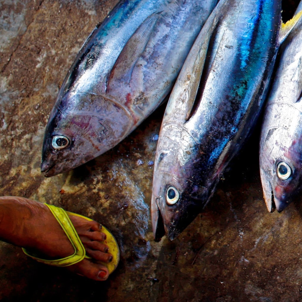 Caught tuna fish.