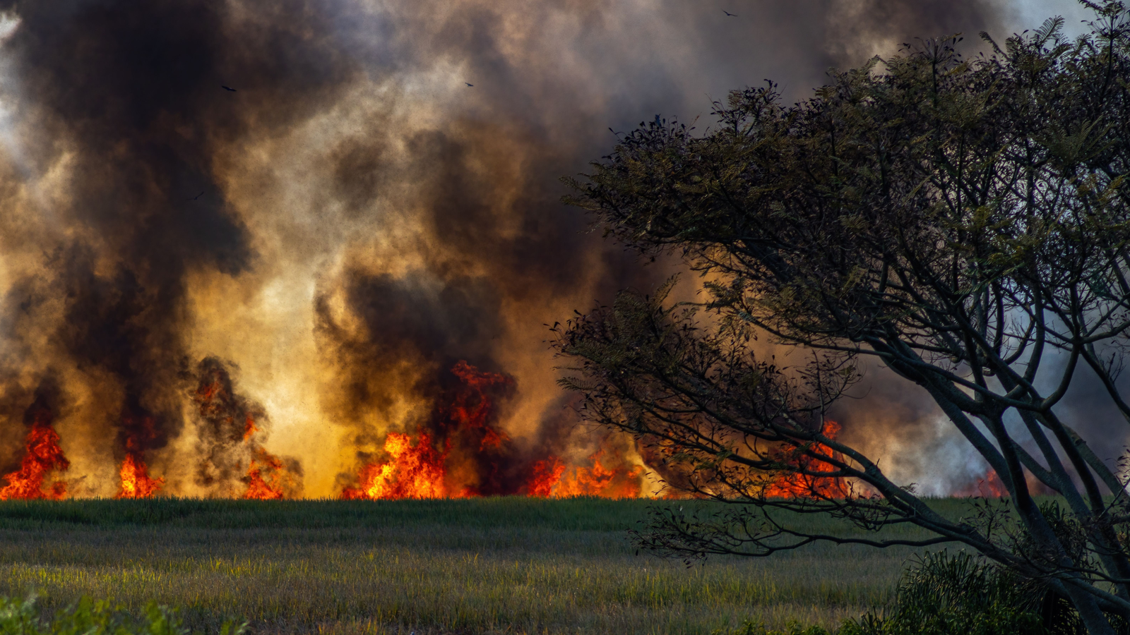 wildfire evacuation