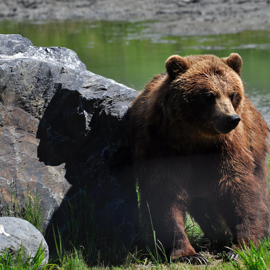 brown bear by rock with river in the background