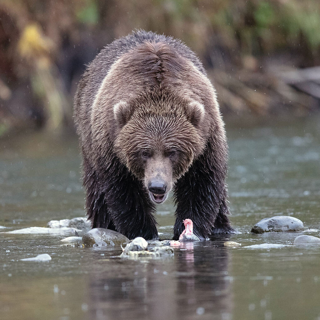 brown bear eating fish in river