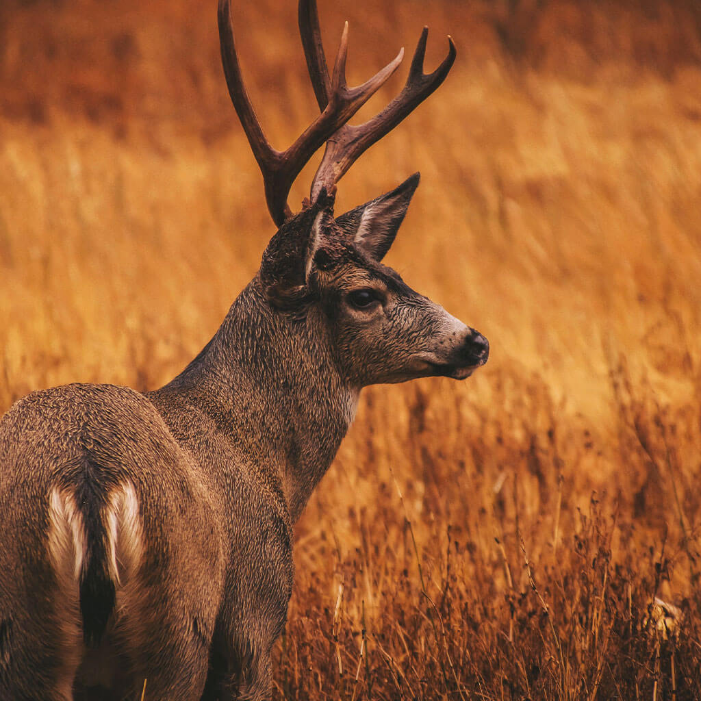 three point buck in meadow