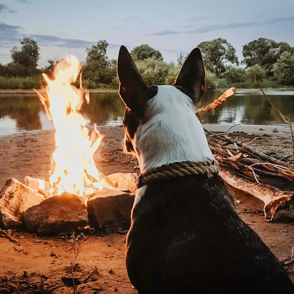 dog sitting by campfire staring at flames