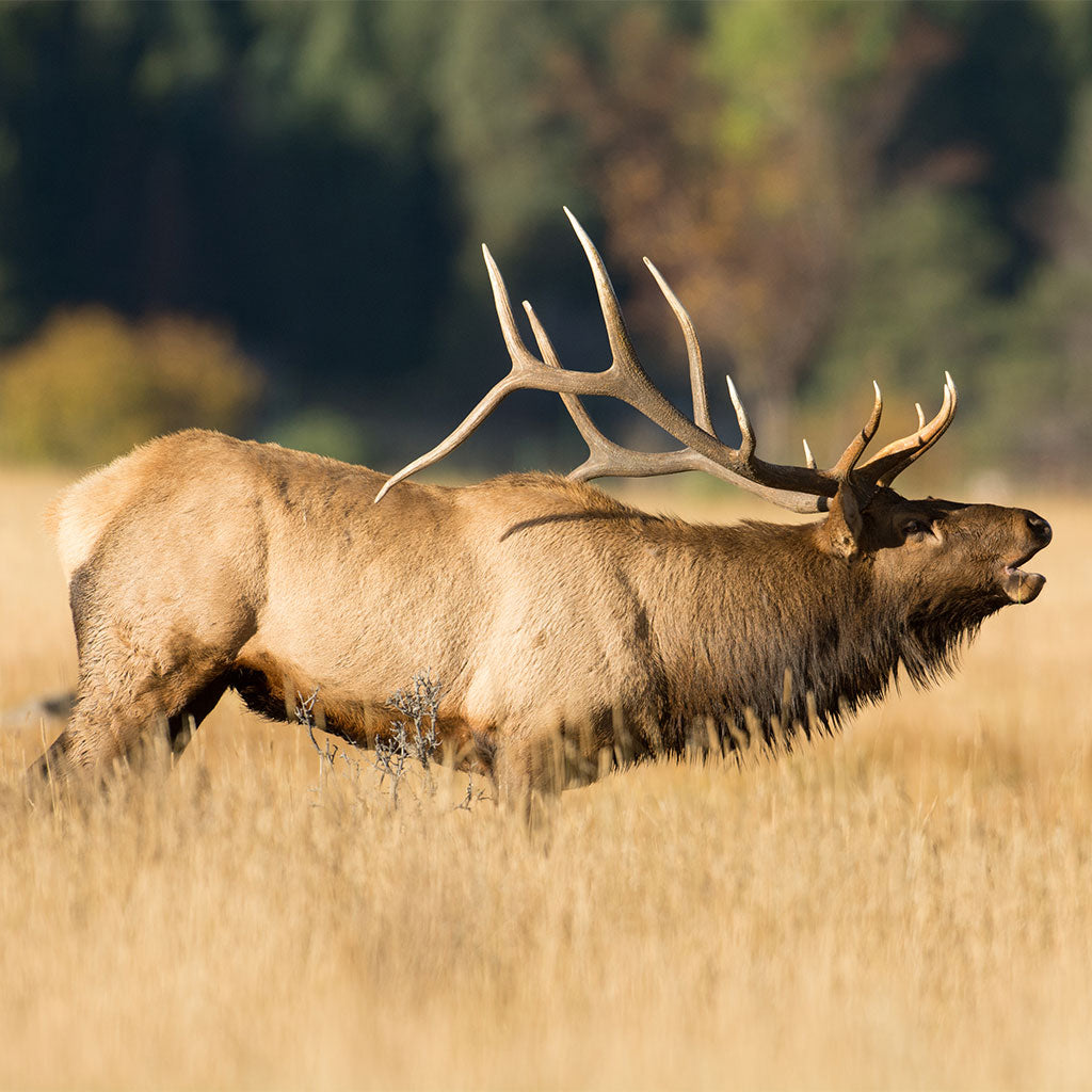 articles/elk-bugling-featured.jpg