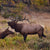 articles/elk-bugling-featured_26f829b3-679d-41b8-b1cb-03915de50fe5.jpg
