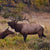 bull elk bugling next to cow elk