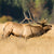 elk bugling in grassy meadow