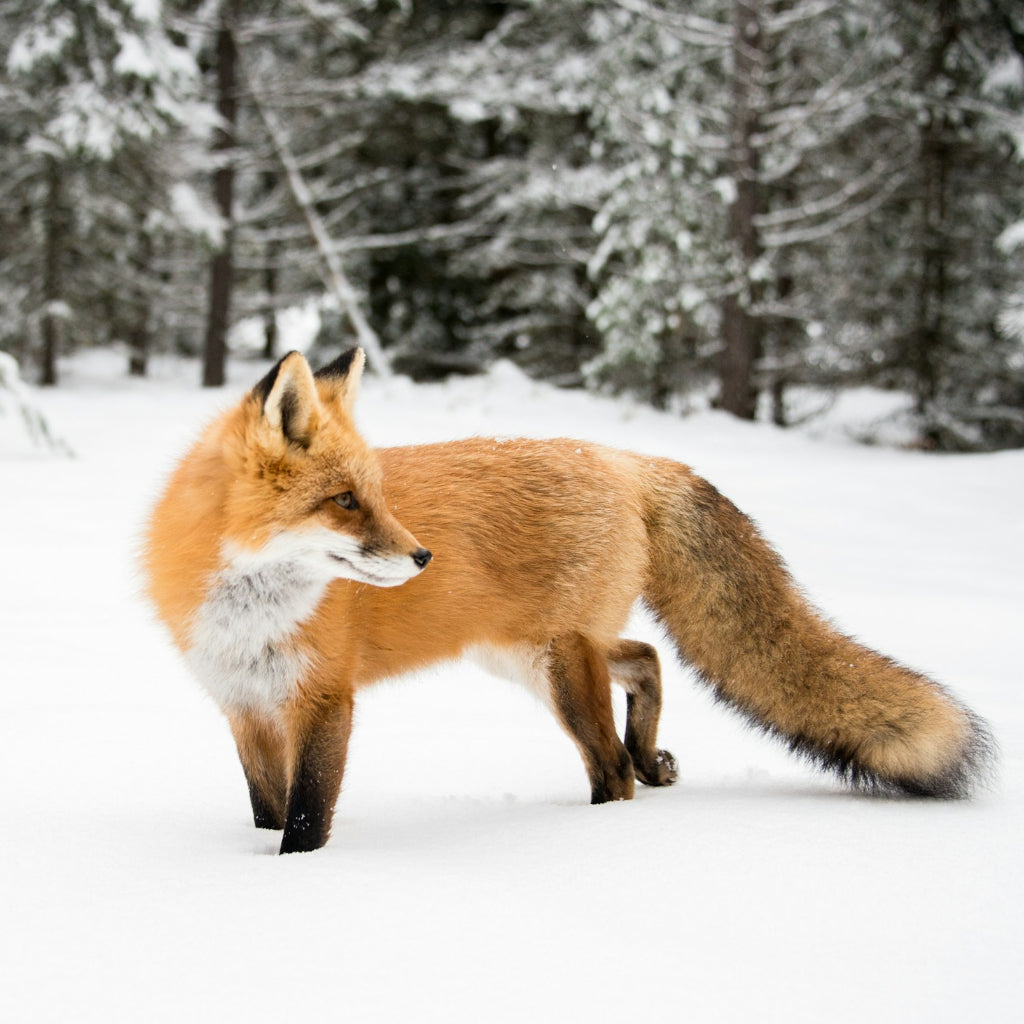 A fox hunting during a cold winter.