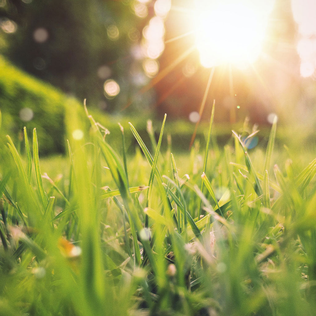 close up of green grass with sun setting in background