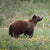 articles/grizzly-featured-image.jpg