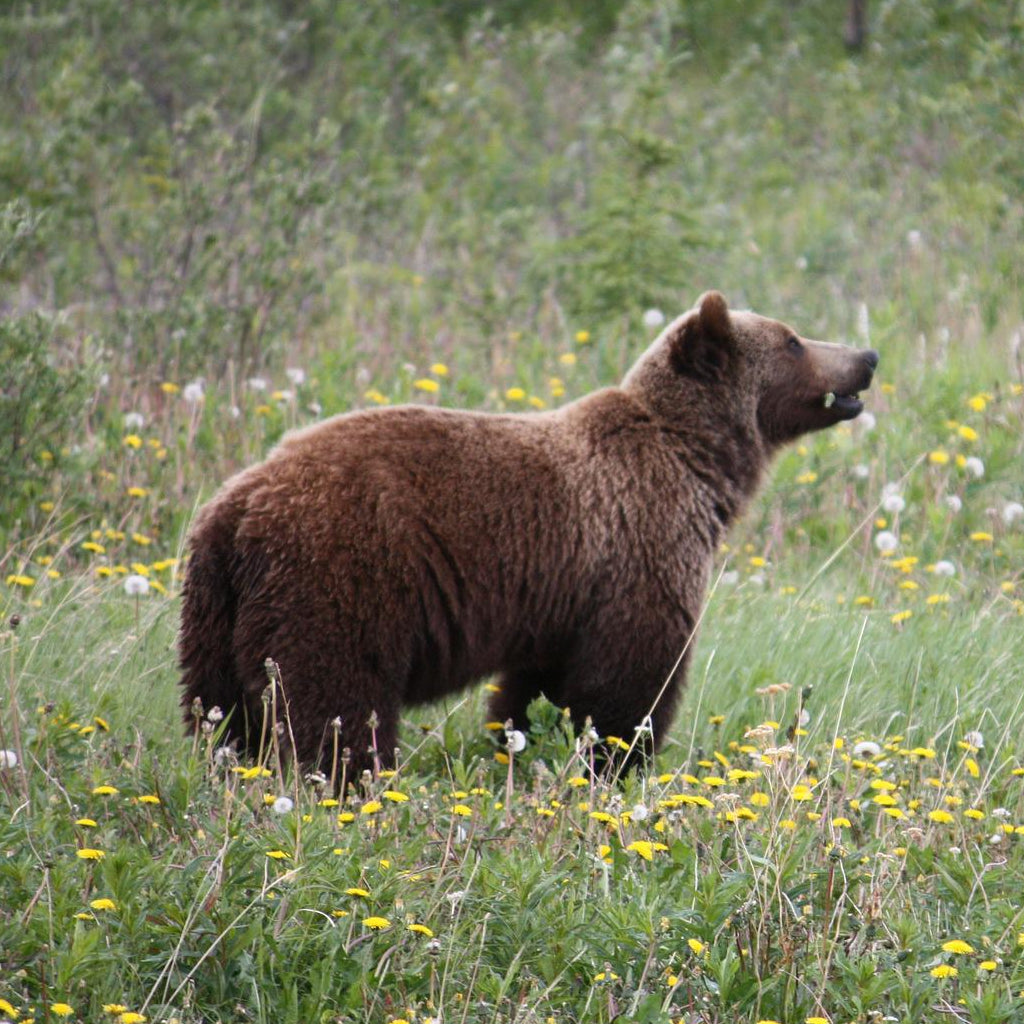 Grizzly Bears and Humans Together