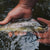 hands holding trout in water