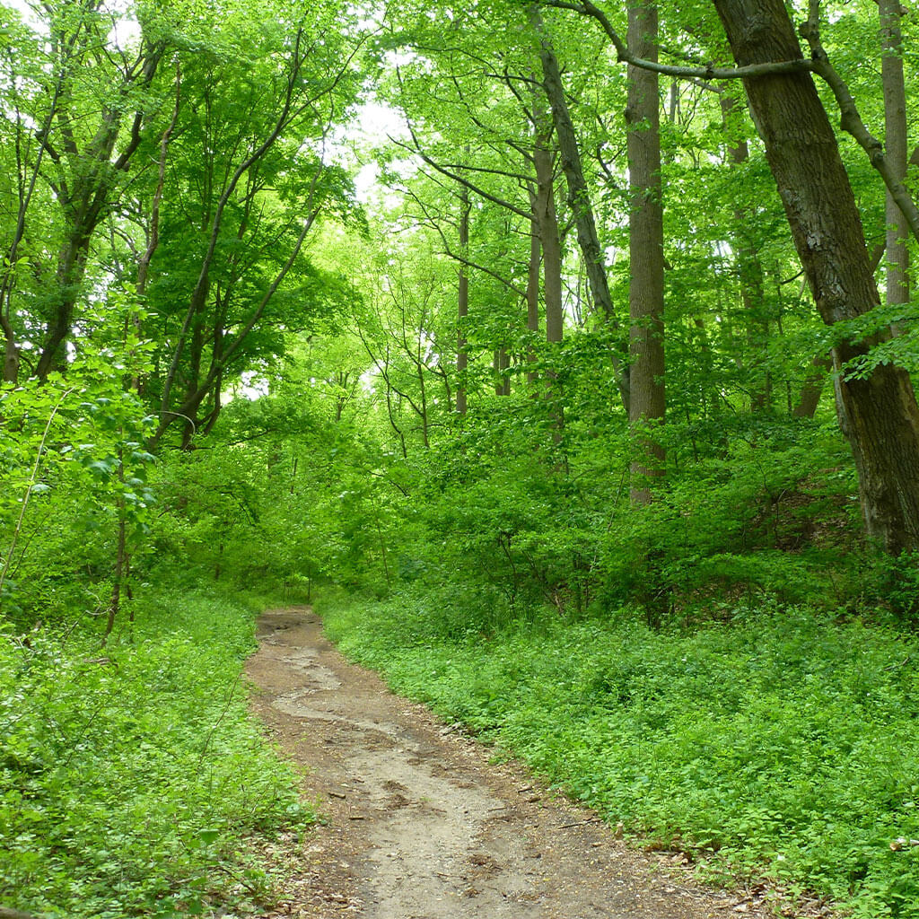 hiking trail through lush green forest