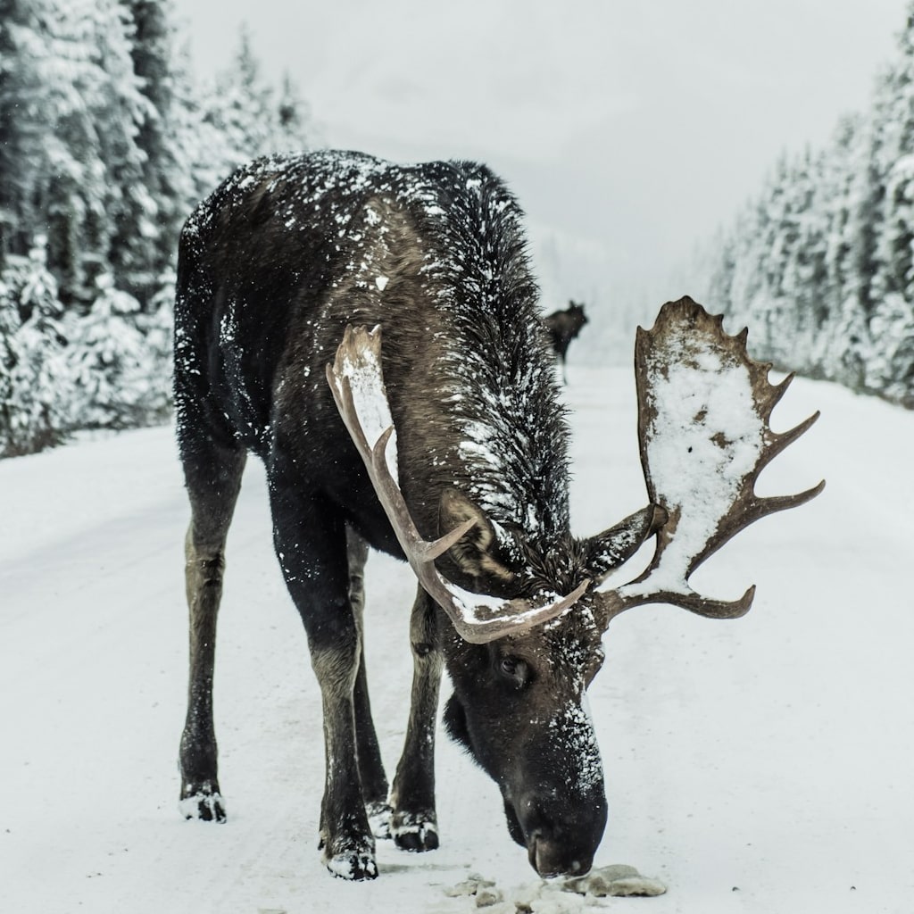 What to Do If You Encounter a Moose While Hiking : Safely Navigate Moose Encounters on Trails
