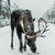 Brown moose surrounded by snowfield.
