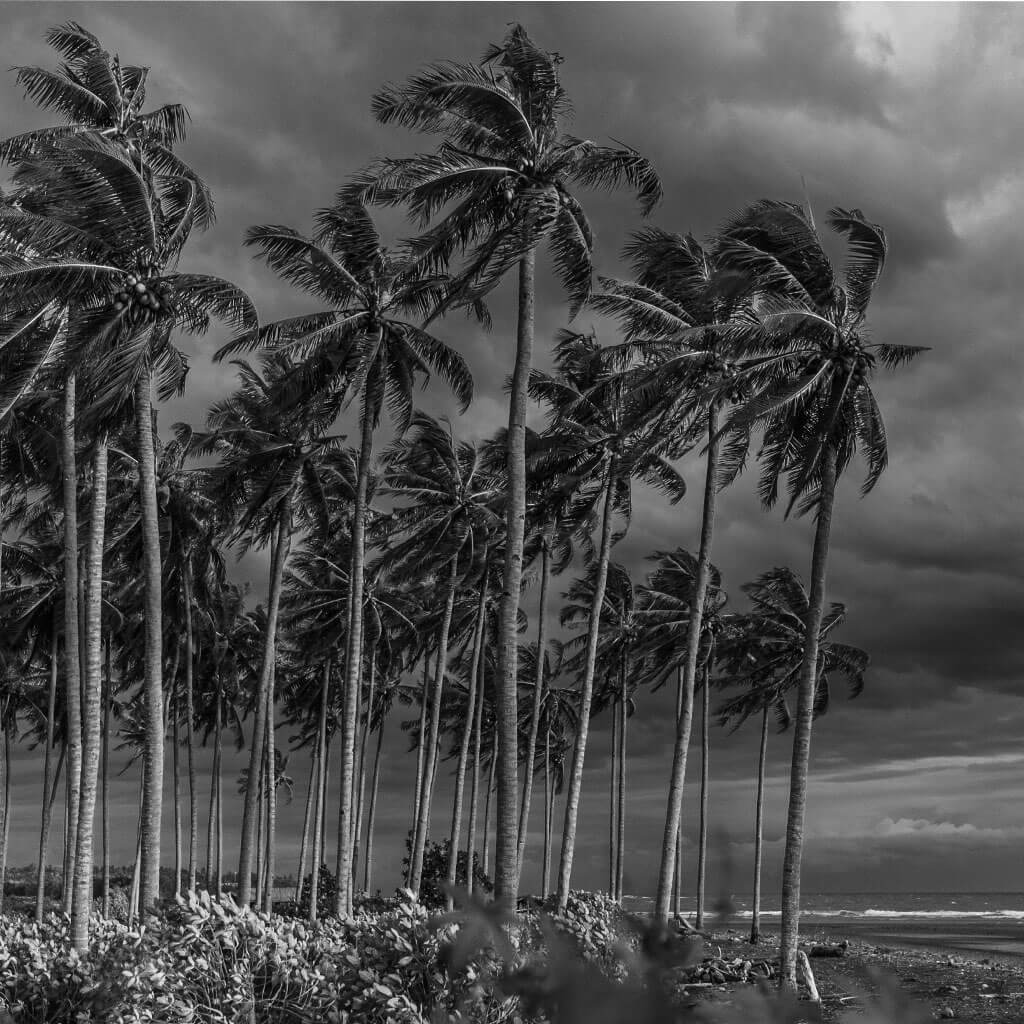 palm trees blowing in storm