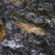 Rainbow trout in water