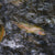 articles/rainbow-trout-in-stream-featured_bdcab773-82f0-4877-b752-a2cfa1e1d4d3.jpg