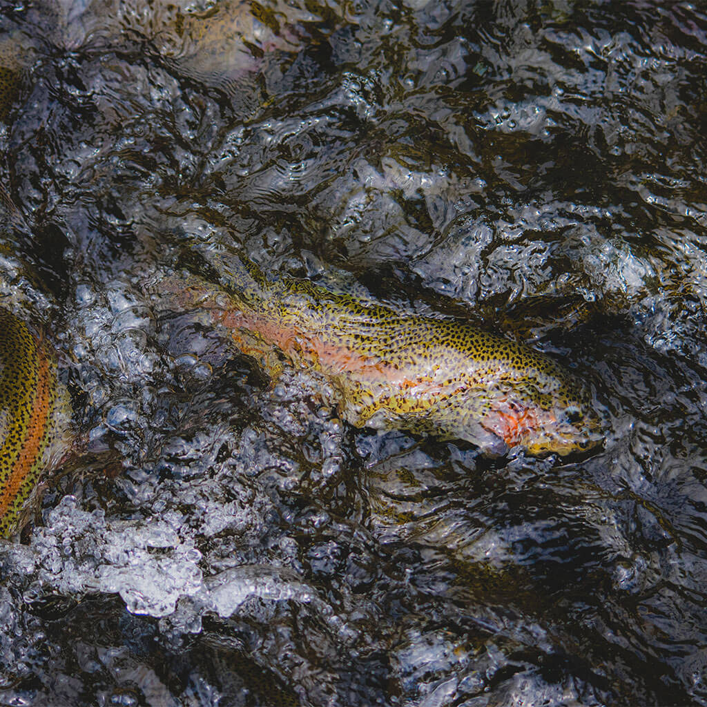 Rainbow trout in water.