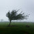 articles/tree-in-wind-khamkeo-vilaysing-unsplash-square.jpg