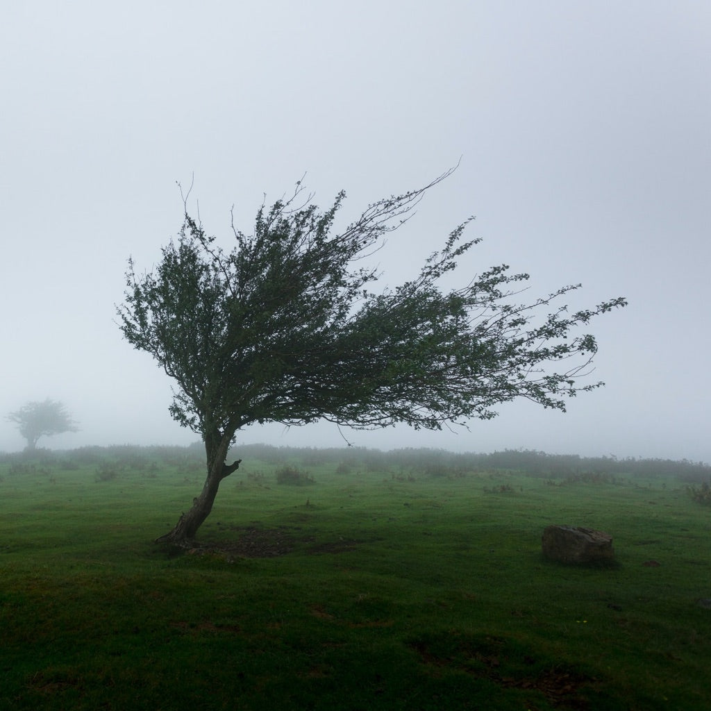 Tree in wind storm