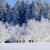 Group of hikers in front of a winter forest wonderland.