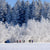 Group of hikers in front of a winter forest wonderland.