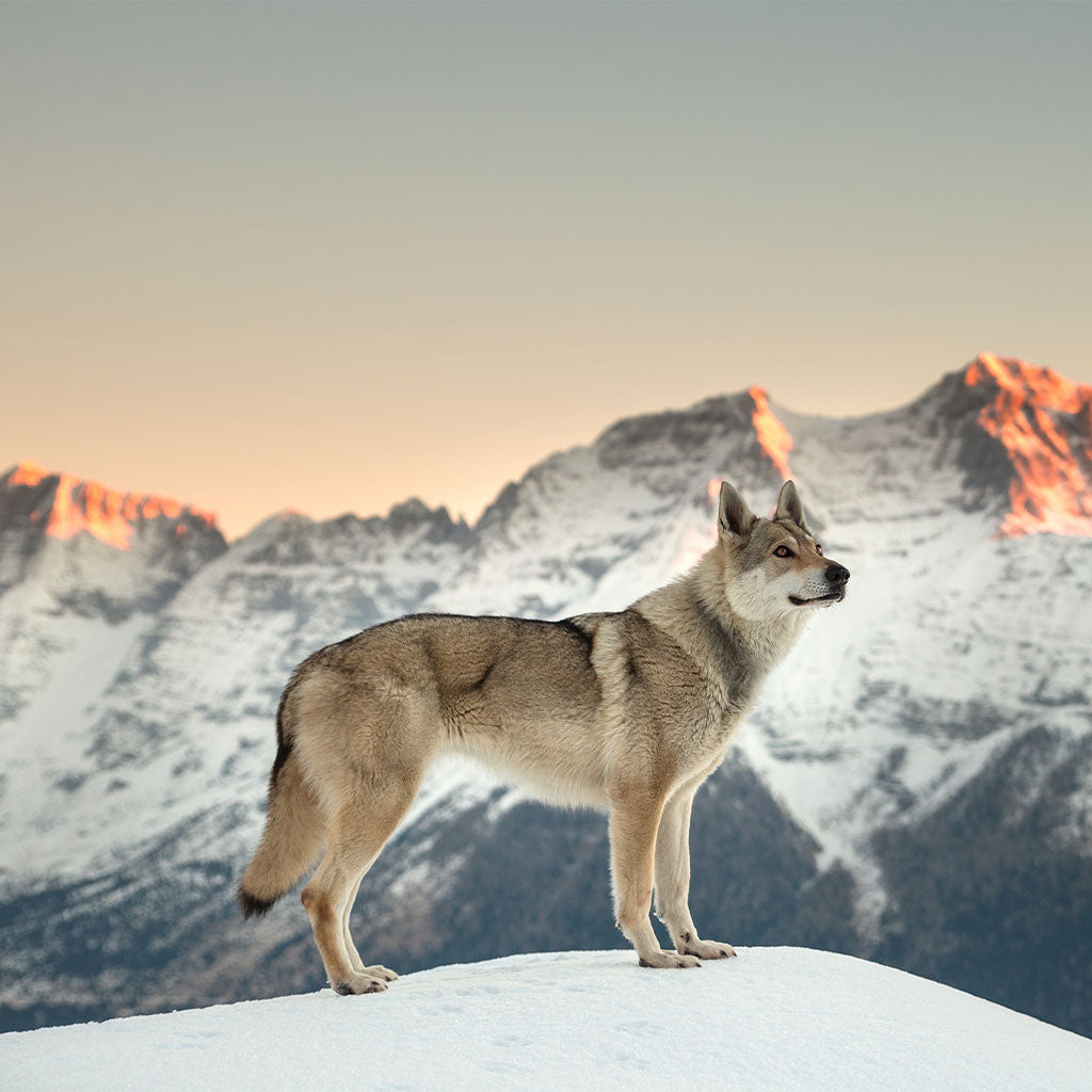 wolf standing in snow with mountain range all around