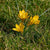 Yellow crocuses in grass.