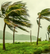 Palm trees in a marsh bending and swaying during a storm.